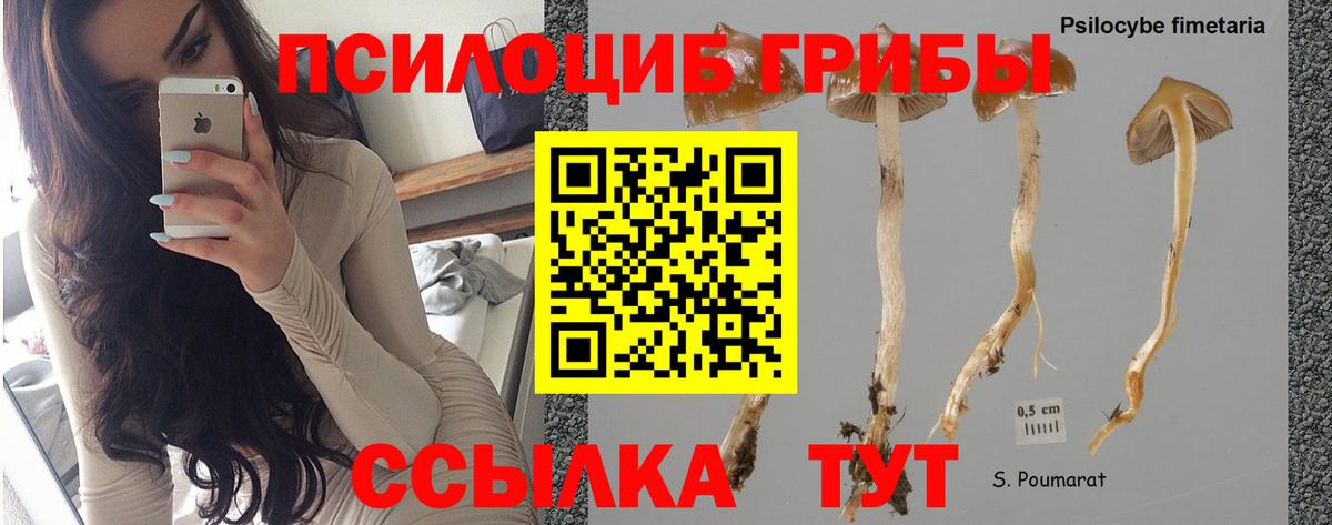 Галлюциногенные грибы Psilocybe  Вход с VPN  Псилоцибиновые грибы мицелий  Рославль 